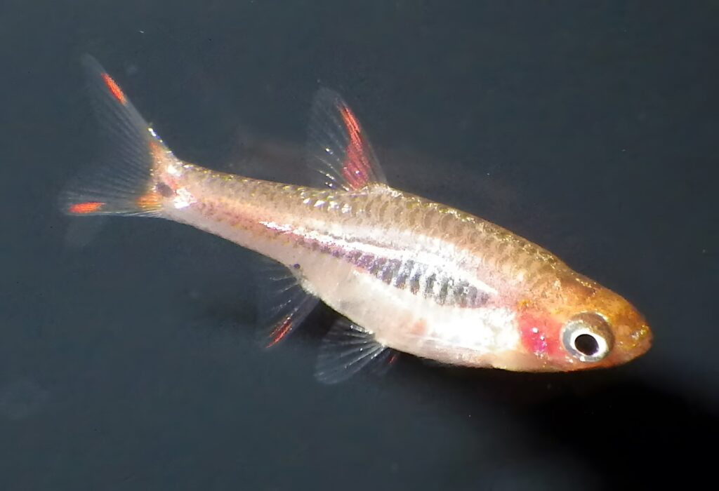 Phoenix Rasbora (Boraras merah)