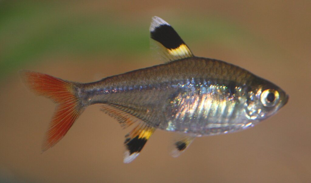 X-Ray Tetra (Pristella maxillaris)