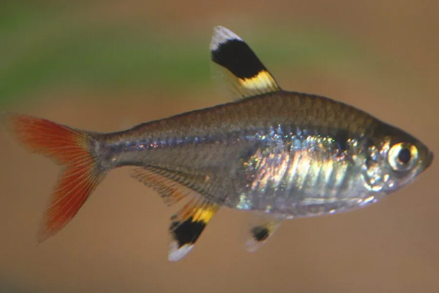 X-Ray Tetra (Pristella maxillaris)