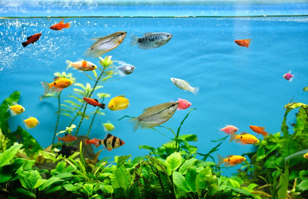 Peaceful freshwater fish