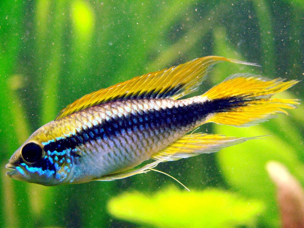 Agassiz's Dwarf Cichlid (Apistogramma agassizii)