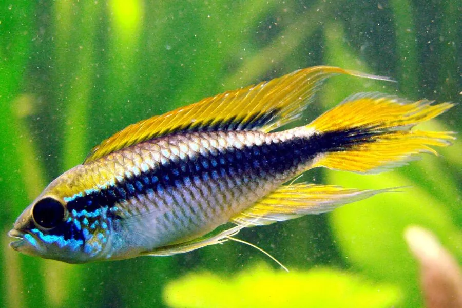 Agassiz's Dwarf Cichlid (Apistogramma agassizii)