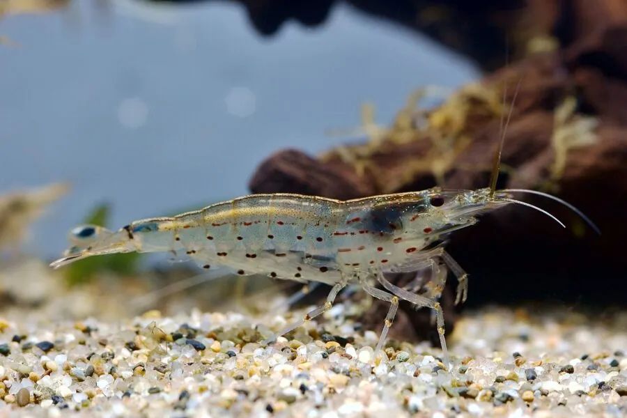 Amano Shrimp (Caridina multidentata)