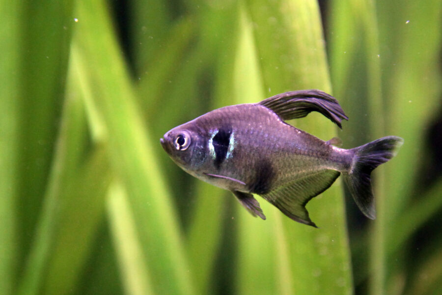 Black Phantom Tetra (Hyphessobrycon megalopterus)