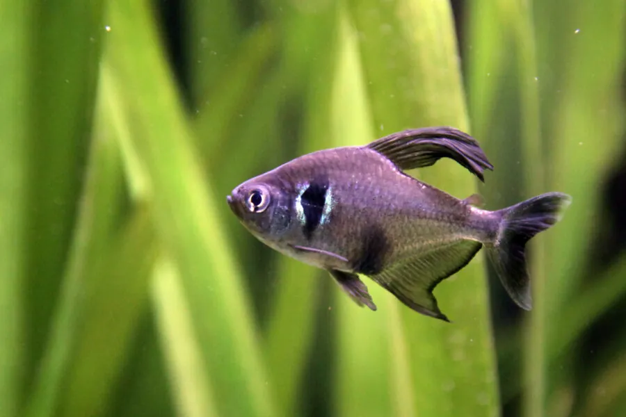 Black Phantom Tetra (Hyphessobrycon megalopterus)