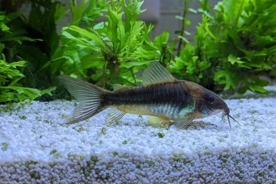 Bronze Corydoras (Corydoras aeneus)