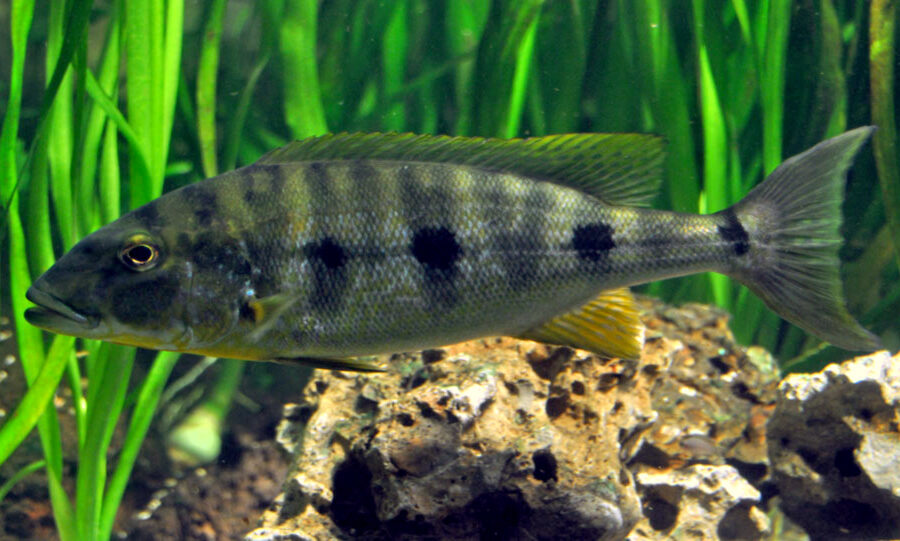 Giant Cichlid (Boulengerochromis microlepis)