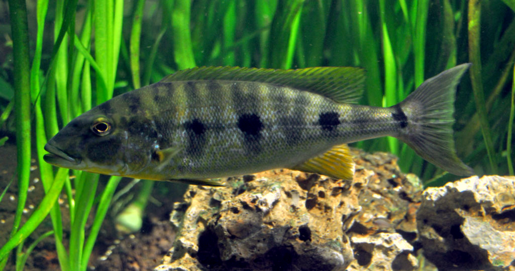 Giant Cichlid (Boulengerochromis microlepis)