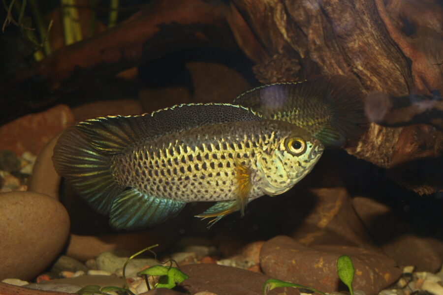 Golden Dwarf Cichlid (Nannacara anomala)