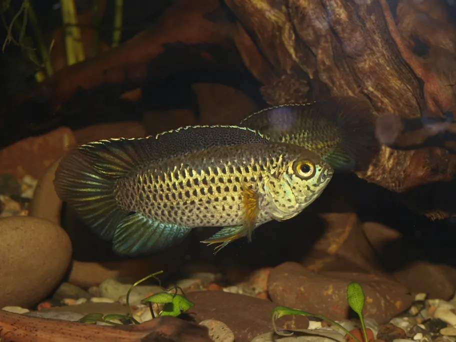 Golden Dwarf Cichlid (Nannacara anomala)