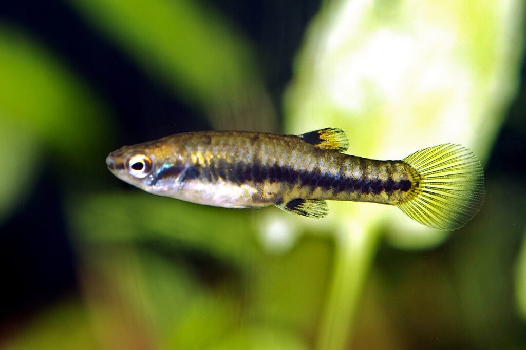 Least Killifish (Heterandria formosa)