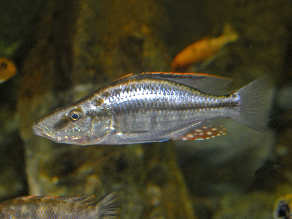 Malawi Eye Biter (Dimidiochromis compressiceps)