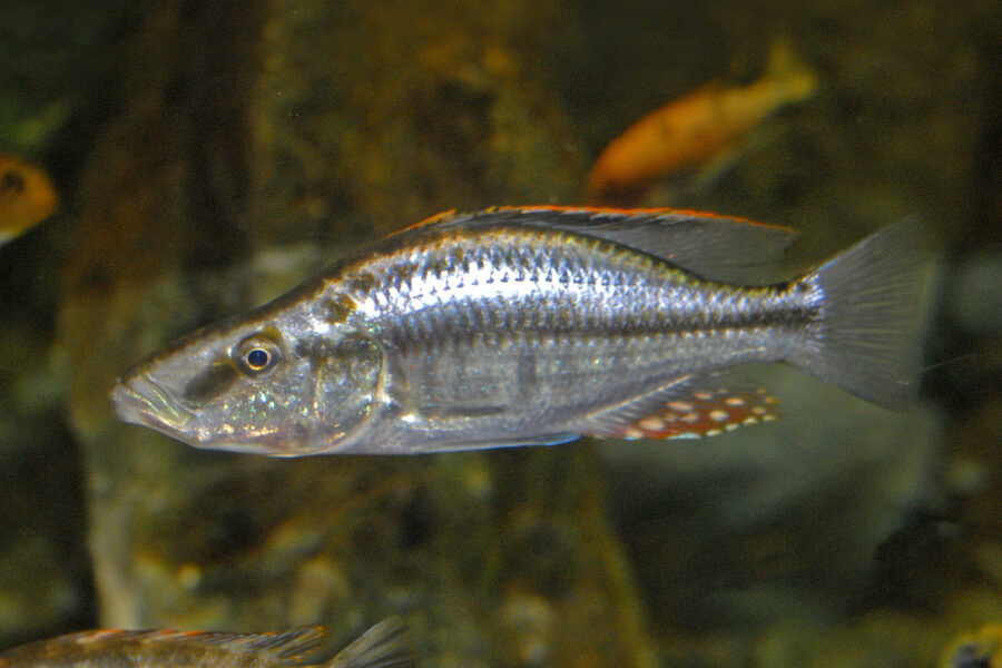 Malawi Eye Biter (Dimidiochromis compressiceps)