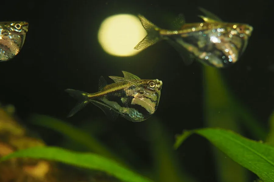 Marble Hatchetfish (Carnegiella strigata)