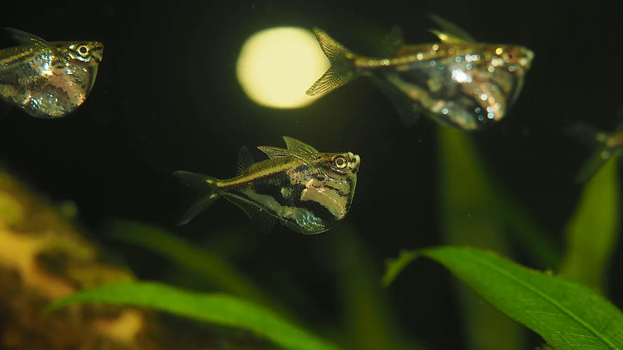 Marble Hatchetfish (Carnegiella strigata)