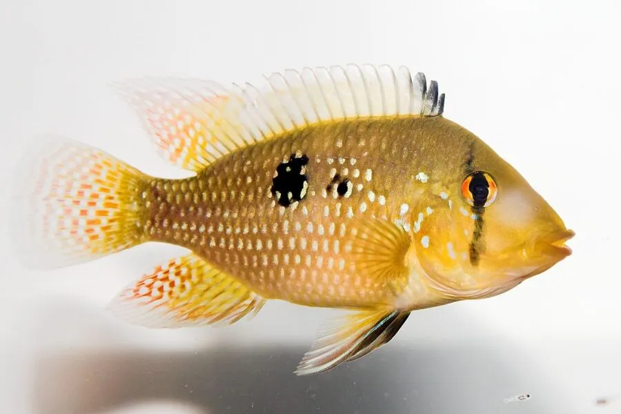 Pearl Cichlid (Geophagus brasiliensis)