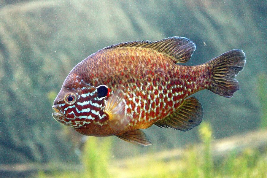 Pumpkinseed Sunfish (Lepomis gibbosus)