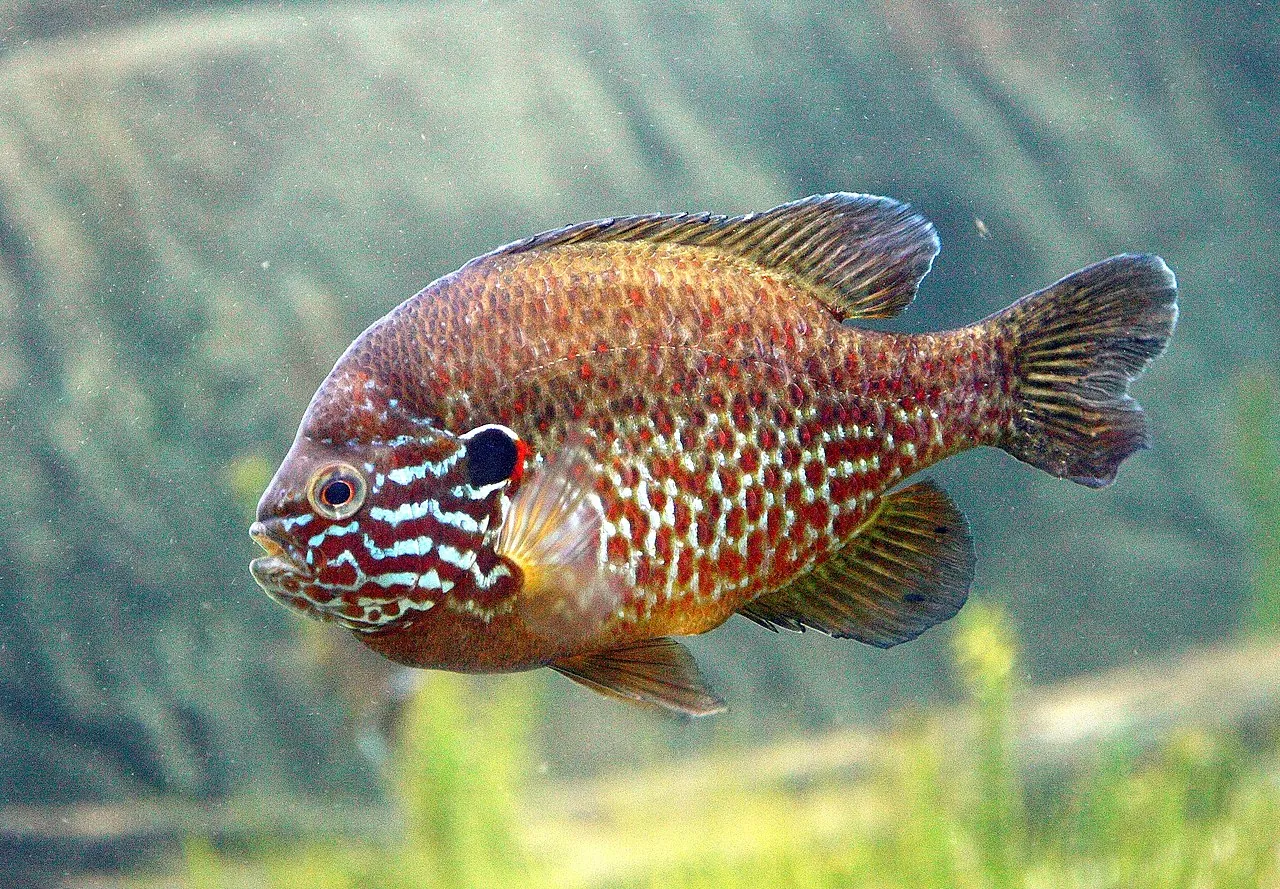 Pumpkinseed Sunfish (Lepomis gibbosus)