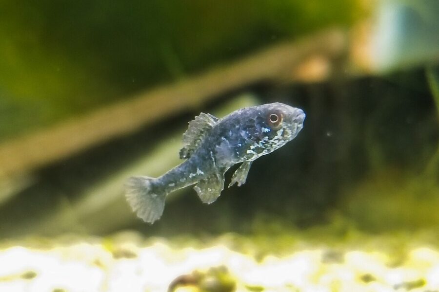 Pygmy Sunfish (Elassoma spp.)