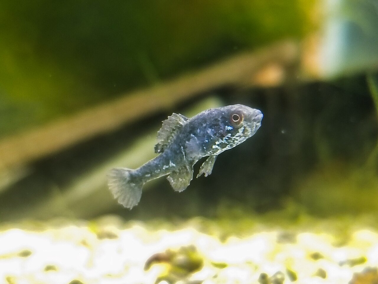 Pygmy Sunfish (Elassoma spp.)