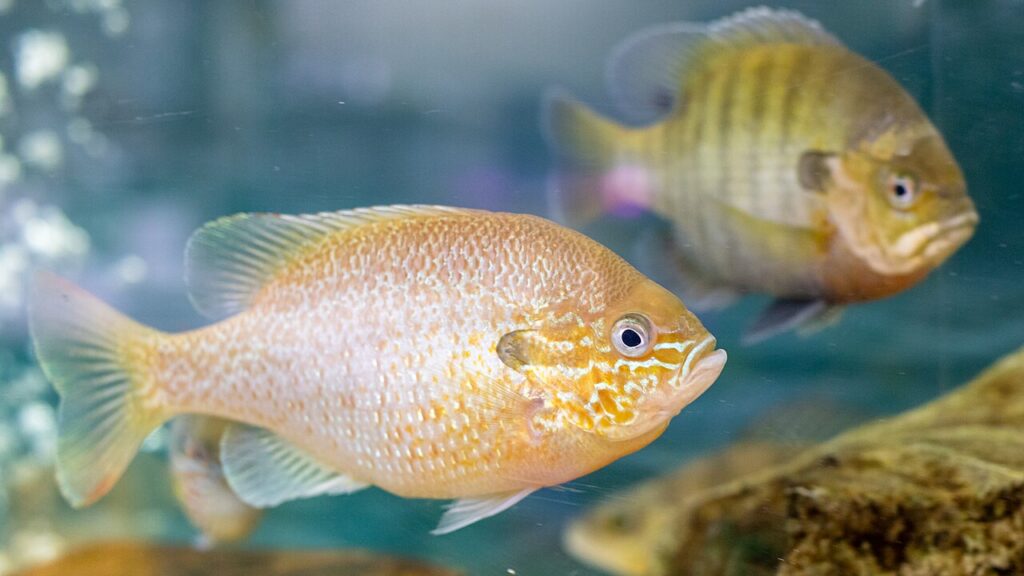 Redbreast Sunfish (Lepomis auritus)