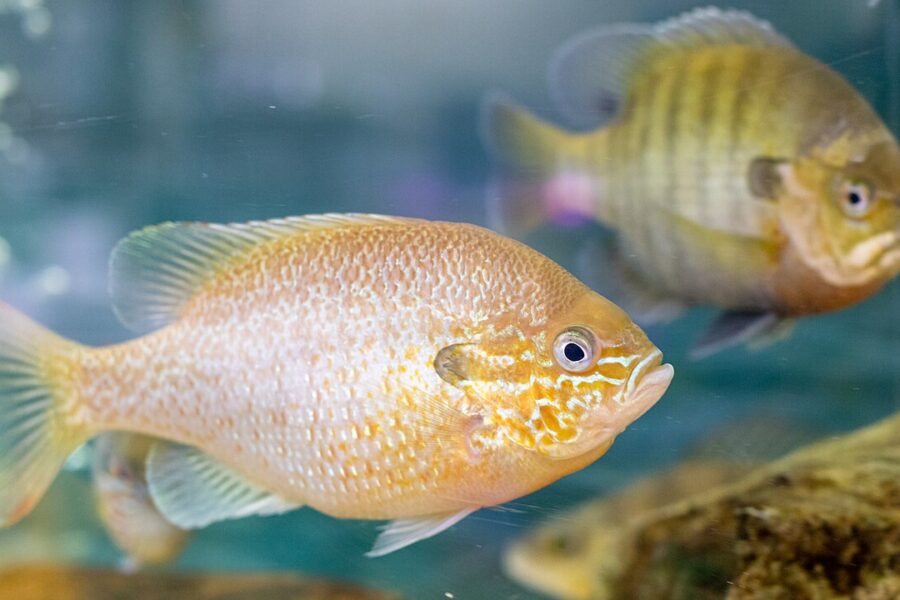 Redbreast Sunfish (Lepomis auritus)