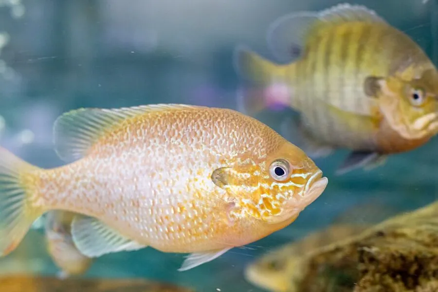 Redbreast Sunfish (Lepomis auritus)