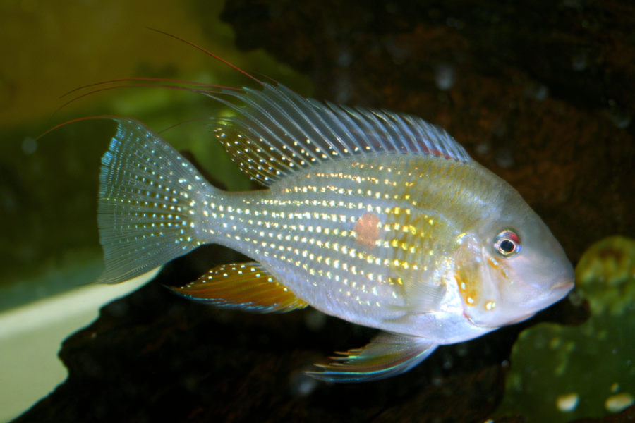 Threadfin Acara (Acarichthys heckelii)