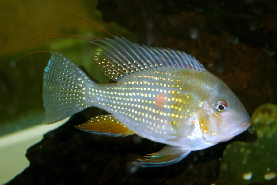 Threadfin Acara (Acarichthys heckelii)