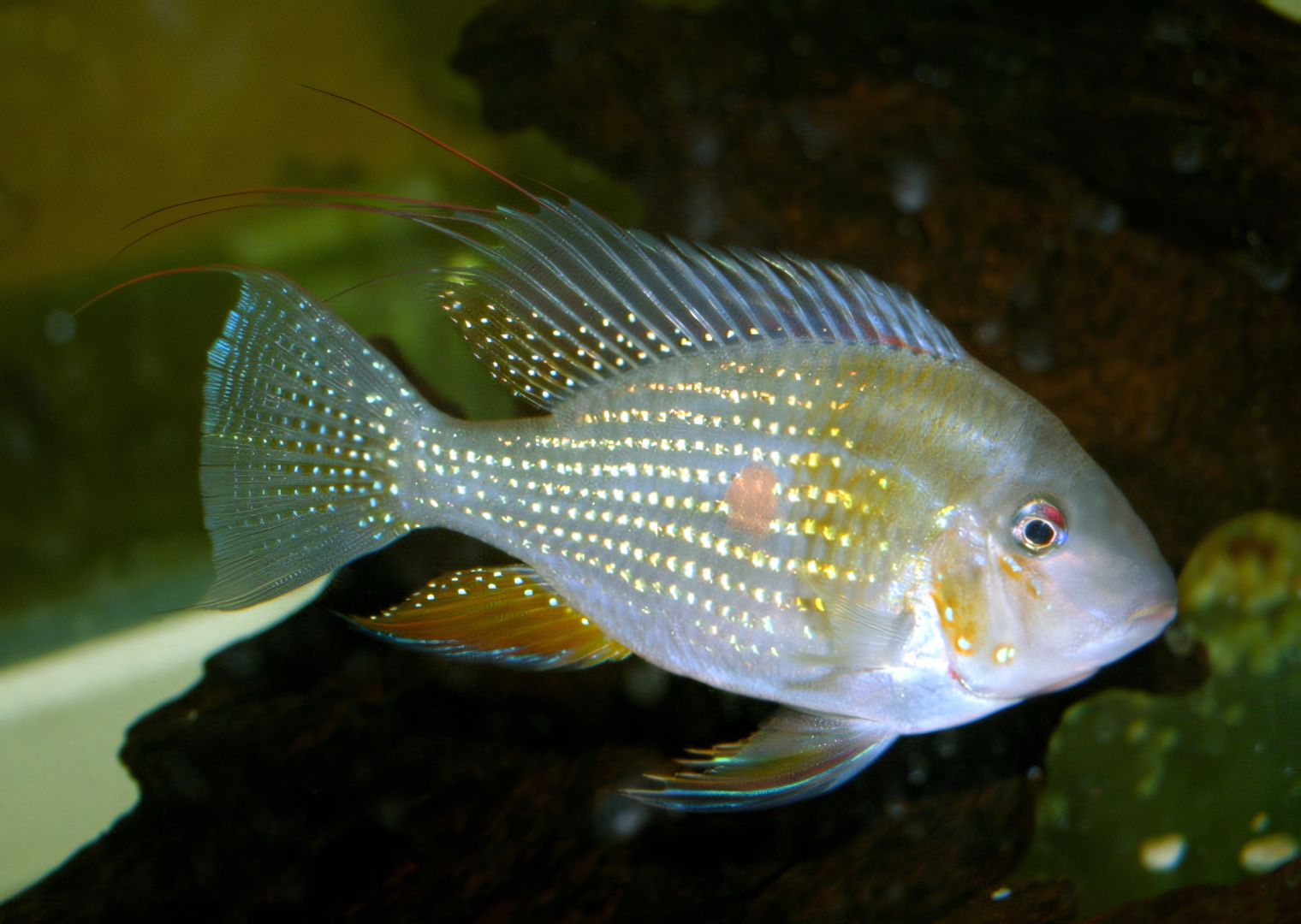 Threadfin Acara (Acarichthys heckelii)