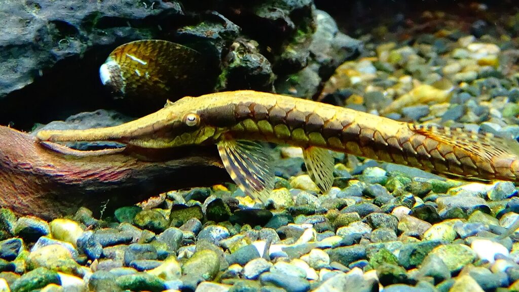 Twig Catfish (Farlowella acus)