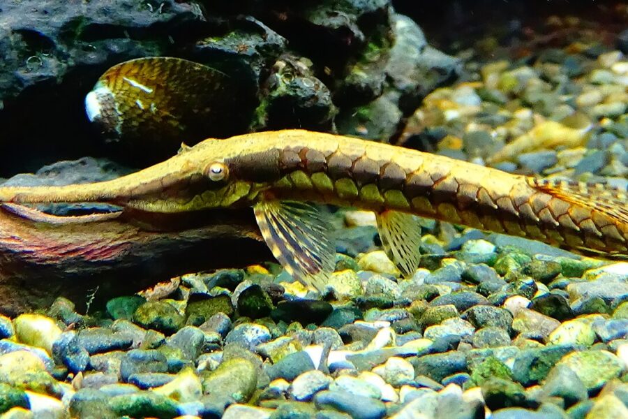 Twig Catfish (Farlowella acus)