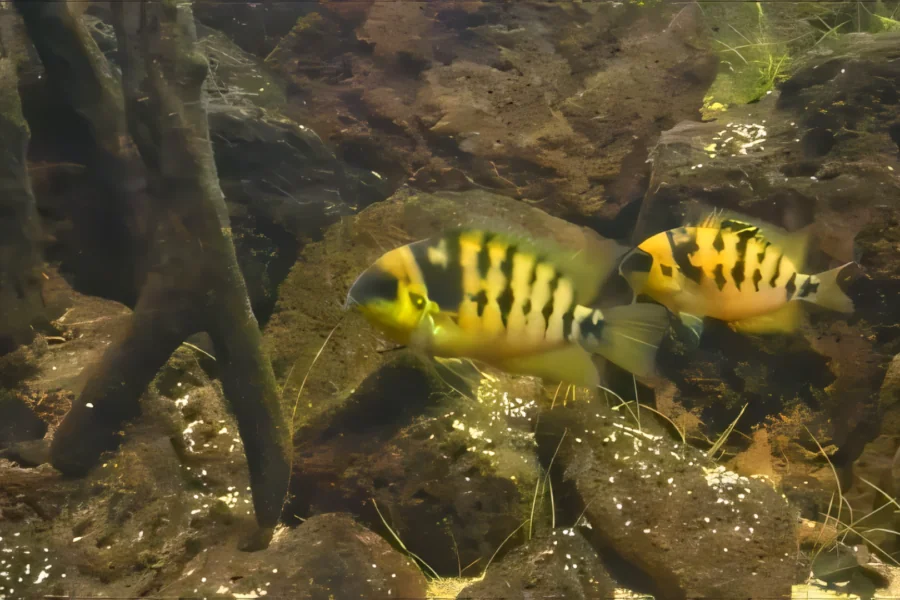 Yellow Convict Cichlid (Cryptoheros nanoluteus)_upscayl_4x_ultrasharp