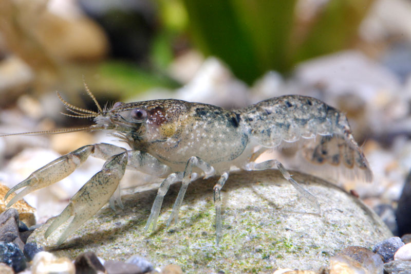 Angular Dwarf Crayfish (Cambarellus lesliei)