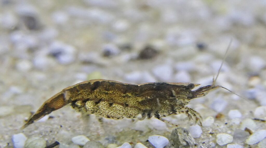 Bamboo Shrimp (Atyopsis moluccensis)