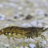 Bamboo Shrimp (Atyopsis moluccensis)