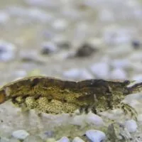 Bamboo Shrimp (Atyopsis moluccensis)