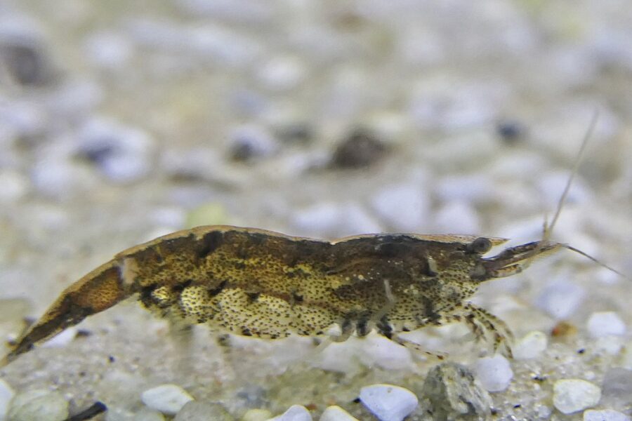 Bamboo Shrimp (Atyopsis moluccensis)