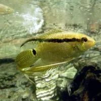 Flag Cichlid (Mesonauta festivus)