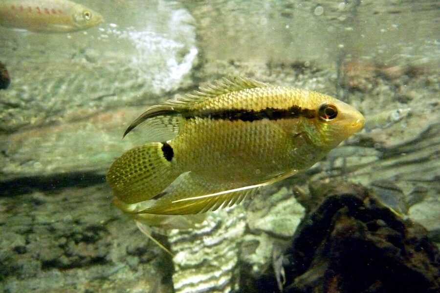 Flag Cichlid (Mesonauta festivus)