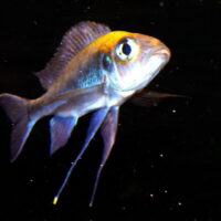 Malawi Featherfin (Cyathopharynx furcifer)