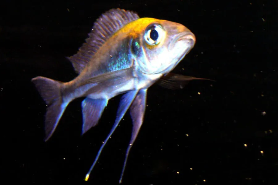 Malawi Featherfin (Cyathopharynx furcifer)