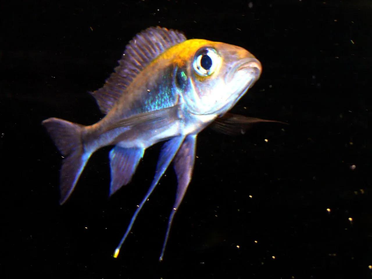 Malawi Featherfin (Cyathopharynx furcifer)