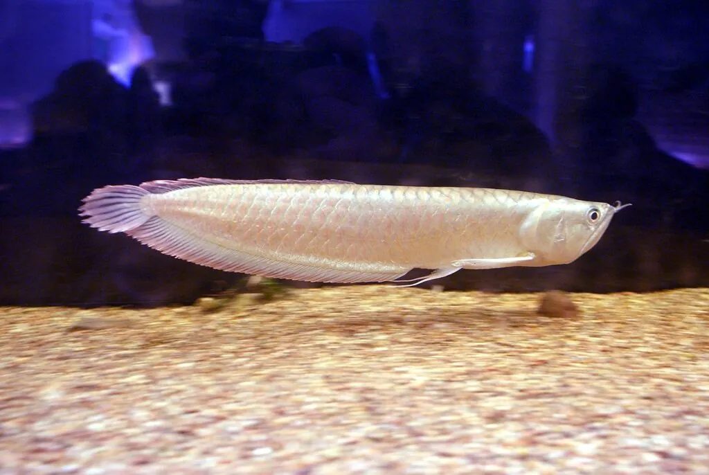 Silver Arowana (Osteoglossum bicirrhosum)