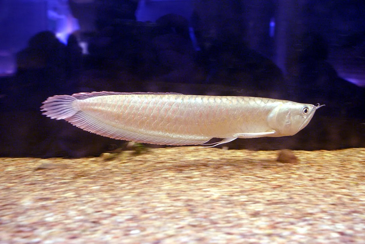 Silver Arowana (Osteoglossum bicirrhosum)