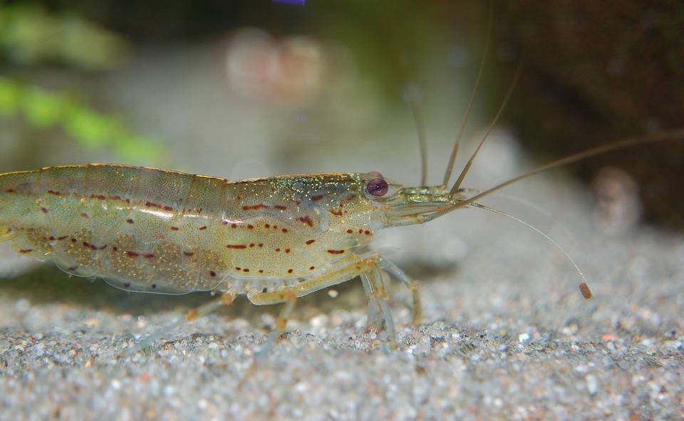 Crystal Clean: The Fascinating World of Amano Shrimp