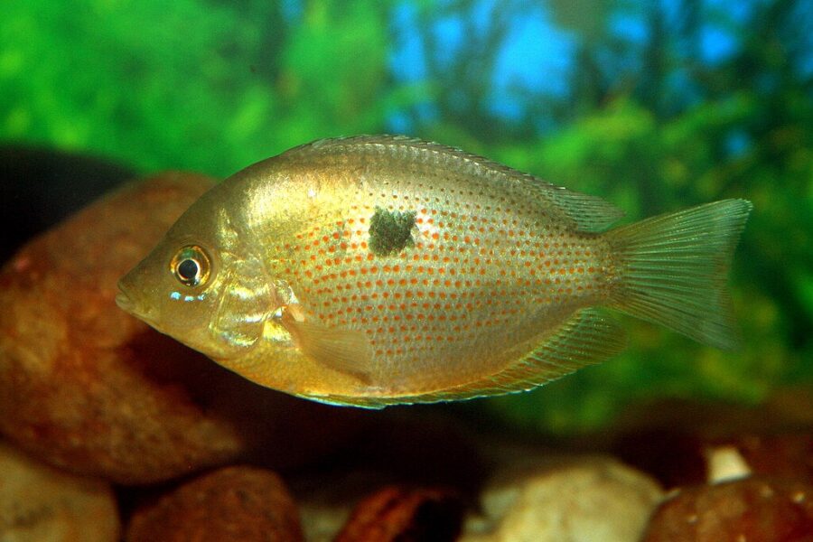 Orange Chromide (Pseudetroplus maculatus)Orange Chromide (Pseudetroplus maculatus)