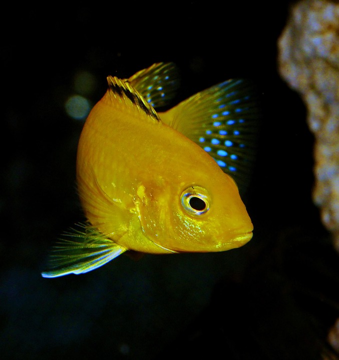 Unlock the Secrets of African Cichlids: Discover the Ultimate Guide to These Vibrant Aquatic Marvels!